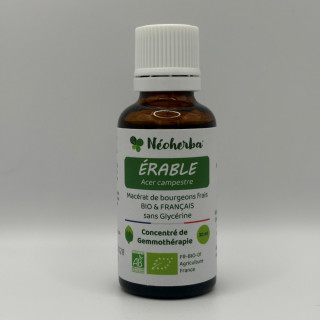 Macérat de bourgeons d'Érable Bio - Gemmothérapie