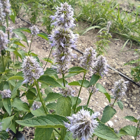 Agastache