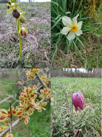 jardin néoherba plantes sauvages